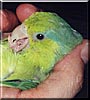 Giuseppe the Parrotlet