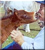 Cinnamon the Miniature Horse