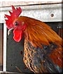 Dinky the Bantam Chicken