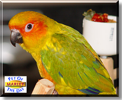 Marley, the Pet of the Day
