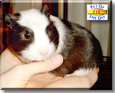 Fie, the Pet of the Day
