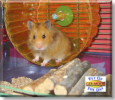 Ger-Mock, the Pet of the Day