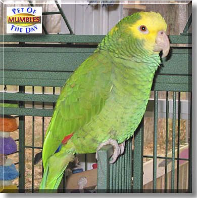 Mumbles, the Pet of the Day