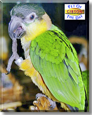 Gibson, the Pet of the Day