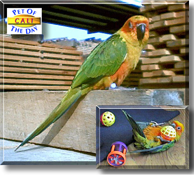 Cali, the Pet of the Day