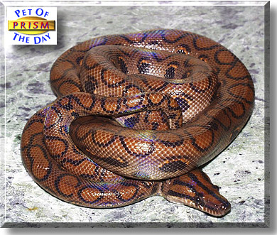 Prism, the Pet of the Day