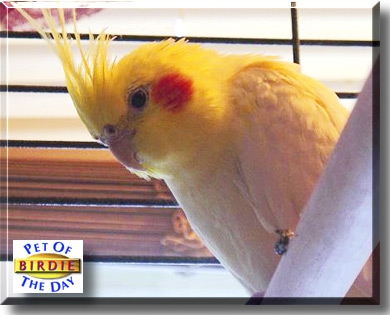 Birdie, the Pet of the Day