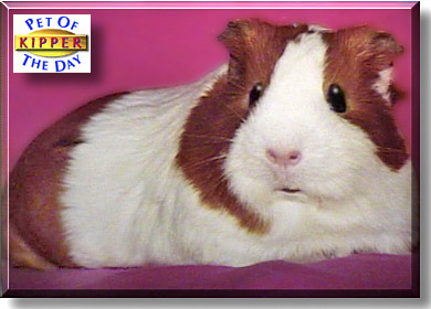 Kipper, the Pet of the Day