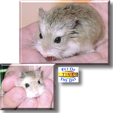 Tchaikovsky, the Pet of the Day