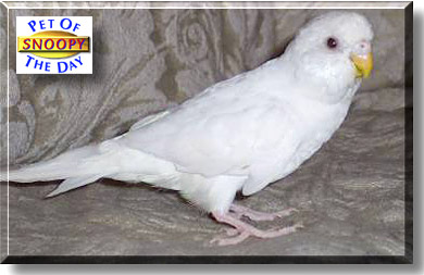 Snoopy, the Pet of the Day