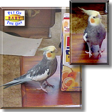 Baby, the Pet of the Day