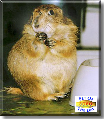 Bobo, the Pet of the Day