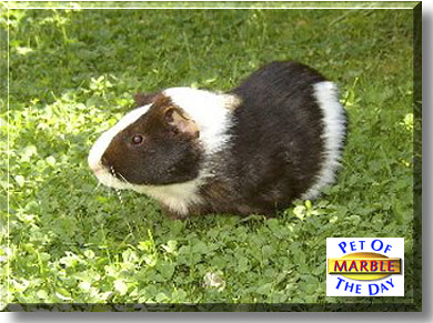 Marble, the Pet of the Day
