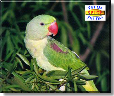 Spice, the Pet of the Day