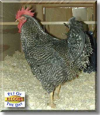 Reggie Jackson, the Pet of the Day