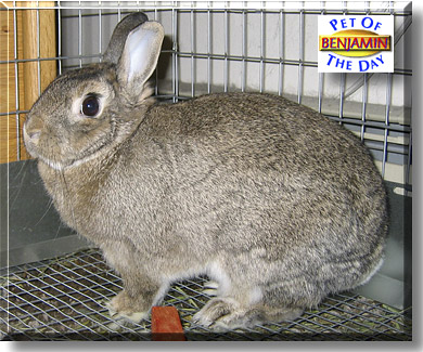 Benjamin, the Pet of the Day