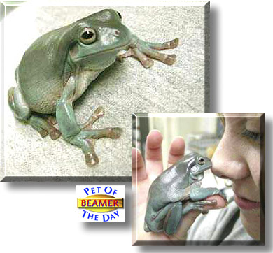 Beamer, the Pet of the Day