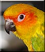 Marley the Sun Conure