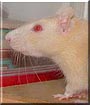 Blondie the Beige Hooded Rat