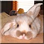 Maizy the Holland Lop
