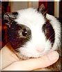 Fie the Guinea Pig
