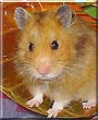 Ger Mock the Syrian Hamster