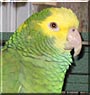 Mumbles the Double Yellow Head Amazon