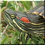 Aero the Red eared Slider