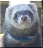 Lou the Domestic ferret