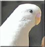 Cricket the Parakeet