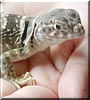 Lizzy the Eastern Collared Lizard