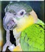 Gibson the Black Headed Caique