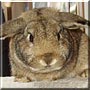 Mr. Snuggles the Holland Lop