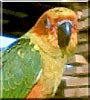Cali the Sun Conure