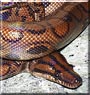 Prism the Boa Constrictor