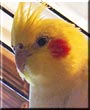 Birdie the Lutino Cockatiel