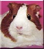Kipper the English short hair