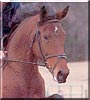 Sophia the Holsteiner Horse