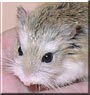 Tchaikovsky the Roborovski Hamster