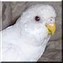 Snoopy the Parakeet