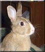 Mini the Netherlands Dwarf