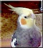 Baby the Cockatiel