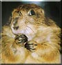 Bobo the Prairie Dog