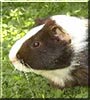 Marble the Dutch Guinea Pig