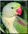 Spice the Alexandrine parrot