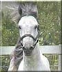 Tido the Paso Fino Stallion
