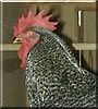 Reggie the Rooster