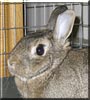 Benjamin the Rabbit