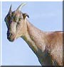 Missy the LaMancha Goat