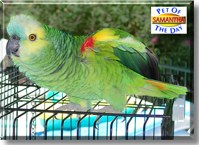 Samantha, the Pet of the Day